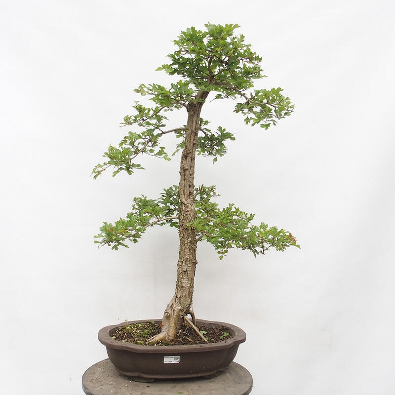 Bonsai da esterno - Biancospino - Crataegus monogyna