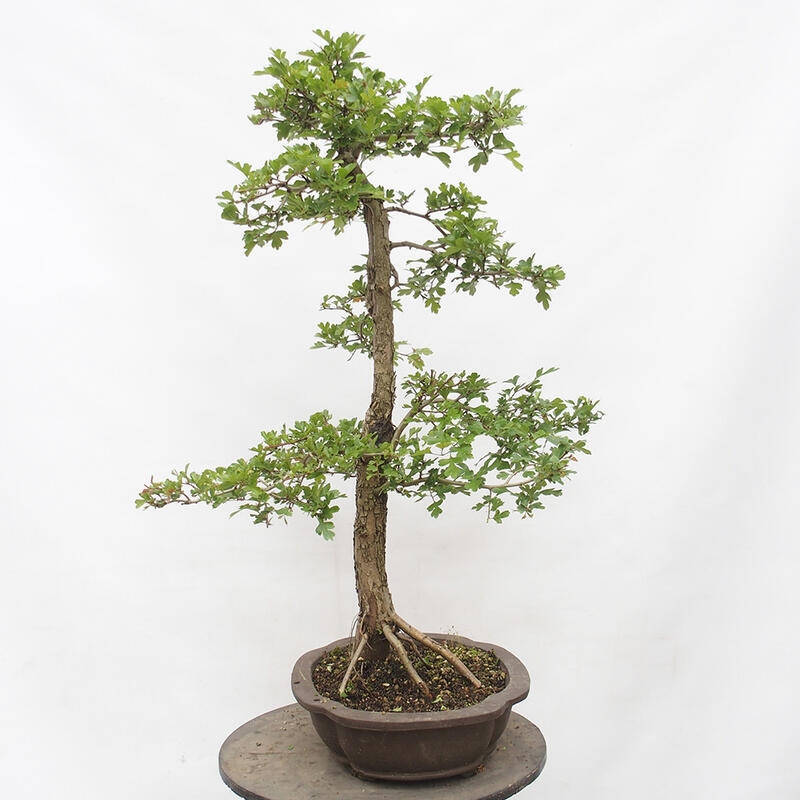 Bonsai da esterno - Biancospino - Crataegus monogyna