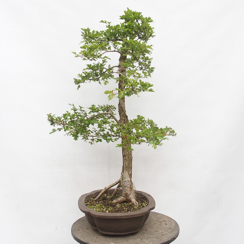 Bonsai da esterno - Biancospino - Crataegus monogyna