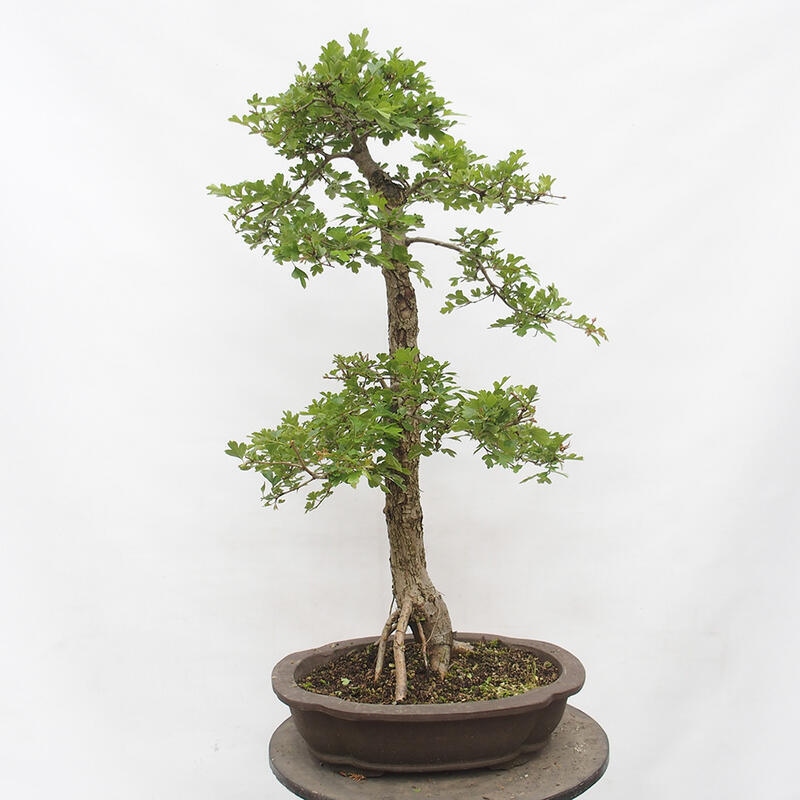 Bonsai da esterno - Biancospino - Crataegus monogyna