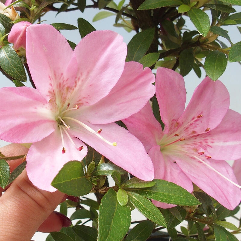 Bonsai da esterno - Azalea giapponese - Azalea Nasuno