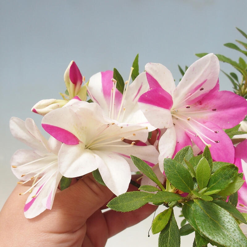 Bonsai da esterno - Azalea giapponese - Azalea a mano