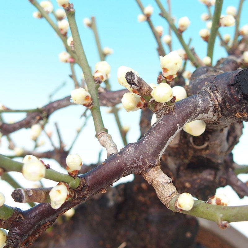 Bonsai da esterno - Albicocco giapponese - Prunus Mume
