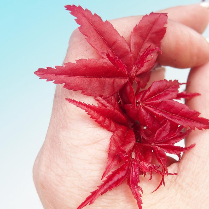 Bonsai da esterno - Acer palmatum DESHOJO