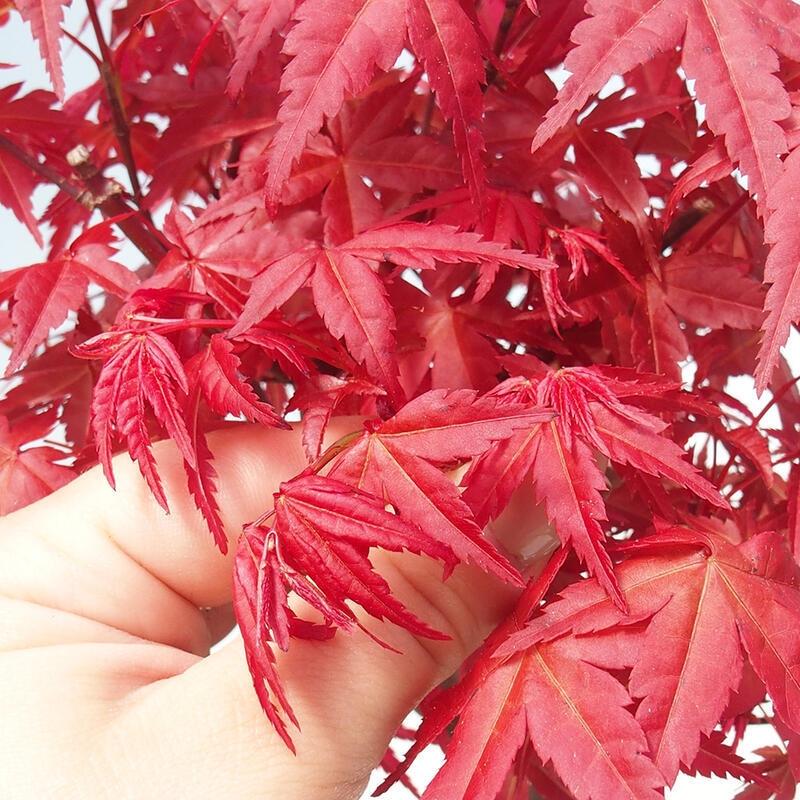 Bonsai da esterno - Acer palmatum DESHOJO