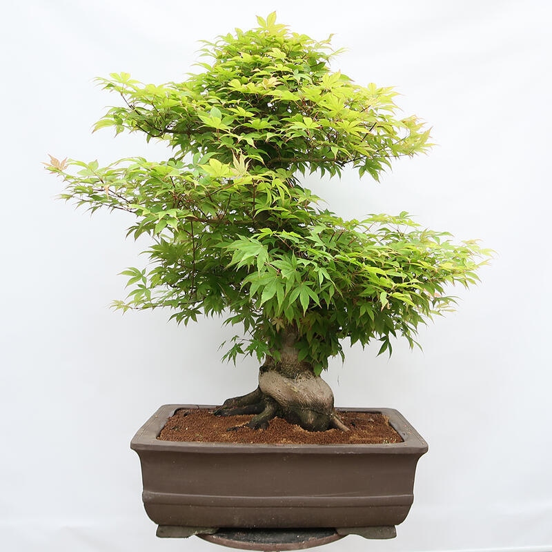 Bonsai da esterno - Acer palmatum - SOLO preparazione del pallet