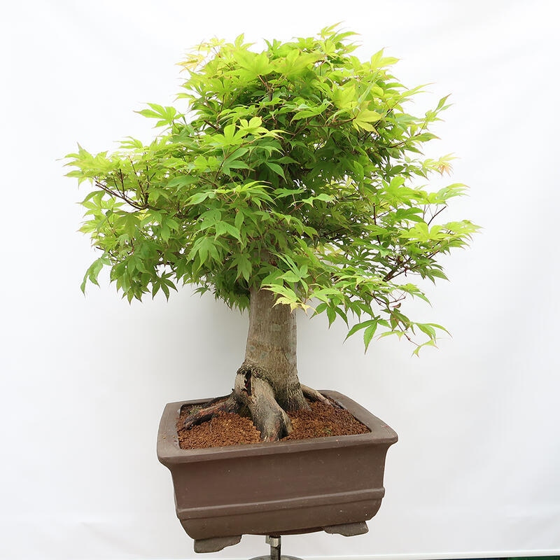 Bonsai da esterno - Acer palmatum - SOLO preparazione del pallet