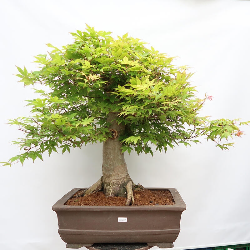 Bonsai da esterno - Acer palmatum - SOLO preparazione del pallet