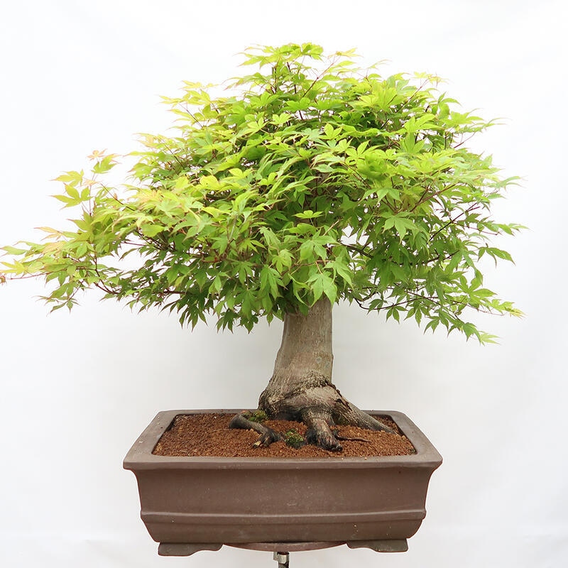 Bonsai da esterno - Acer palmatum - SOLO preparazione del pallet
