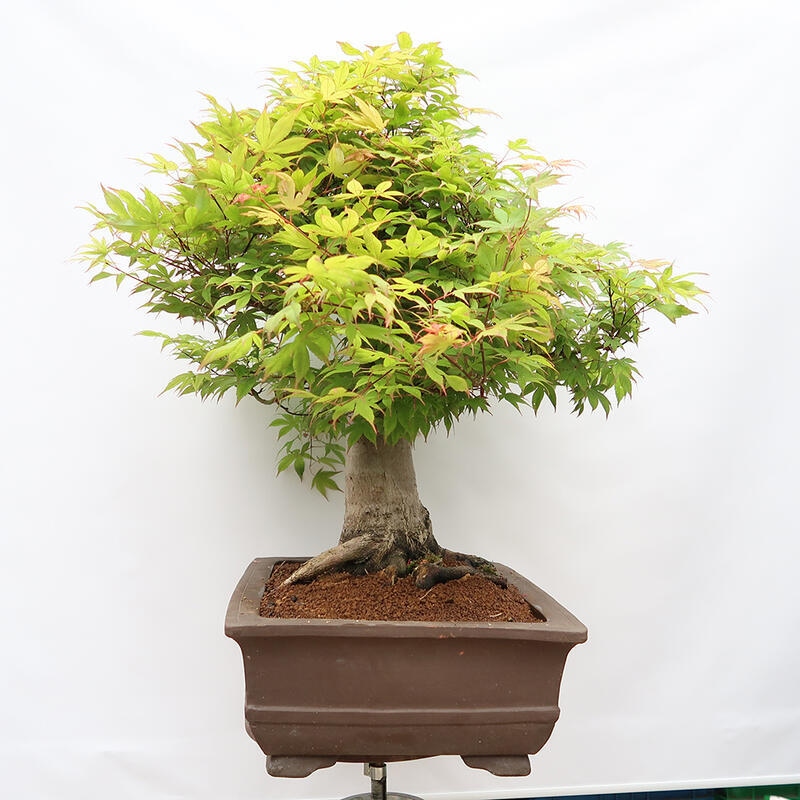Bonsai da esterno - Acer palmatum - SOLO preparazione del pallet