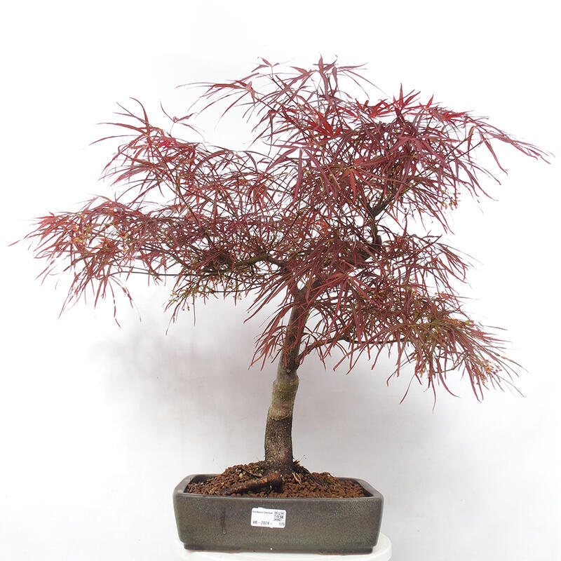 Bonsai da esterno - Acer palmatum RED PYGMY