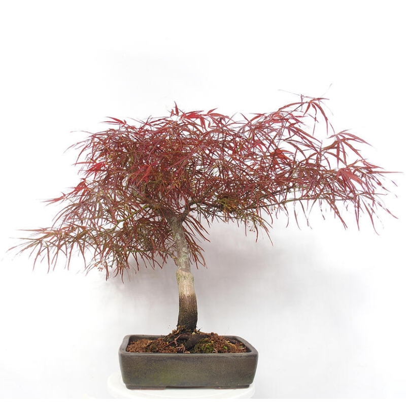 Bonsai da esterno - Acer palmatum RED PYGMY