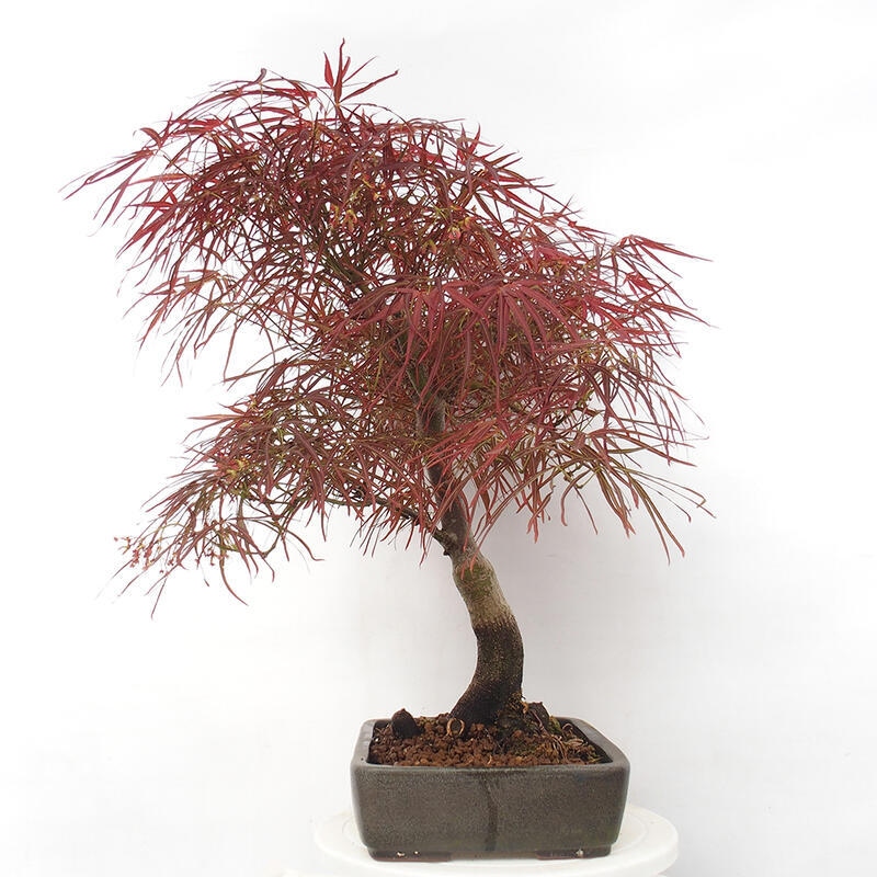 Bonsai da esterno - Acer palmatum RED PYGMY