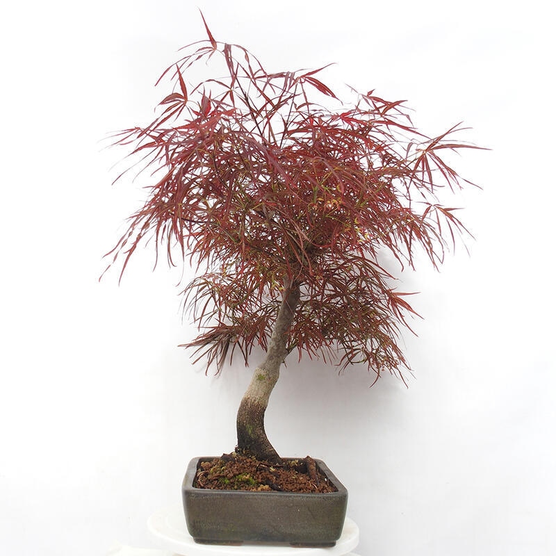Bonsai da esterno - Acer palmatum RED PYGMY