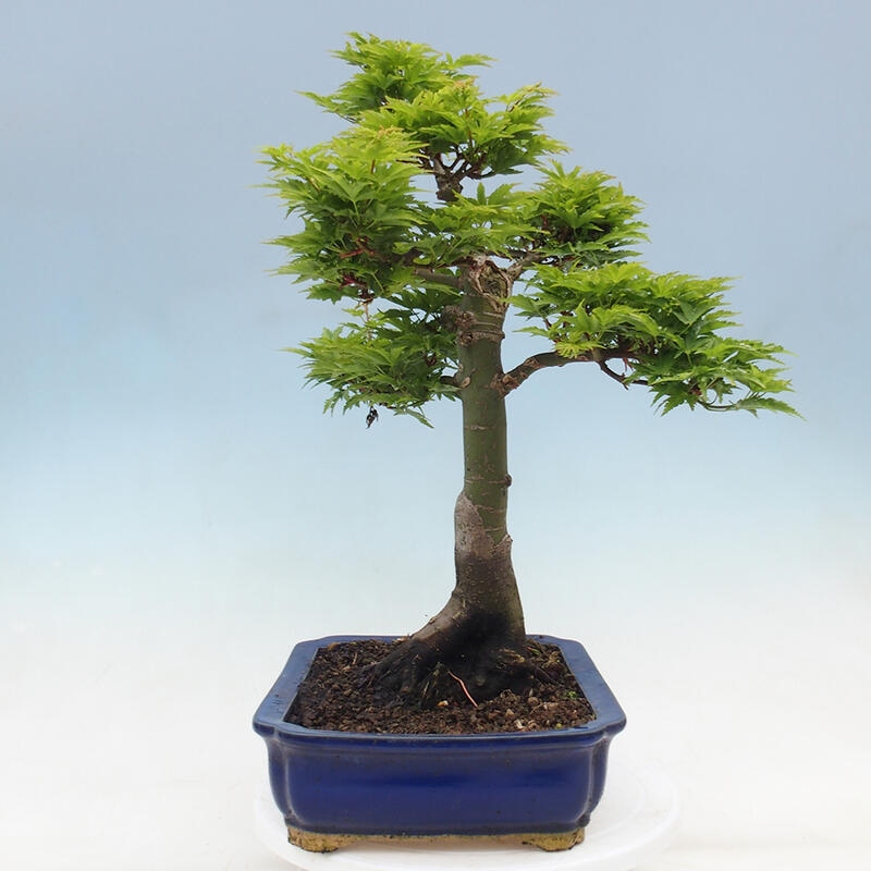 Bonsai da esterno -Palma di Giava Acer palmatum Shishigashira