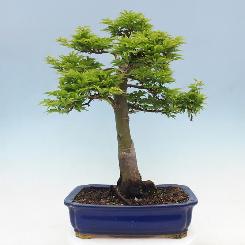 Bonsai da esterno -Palma di Giava Acer palmatum Shishigashira