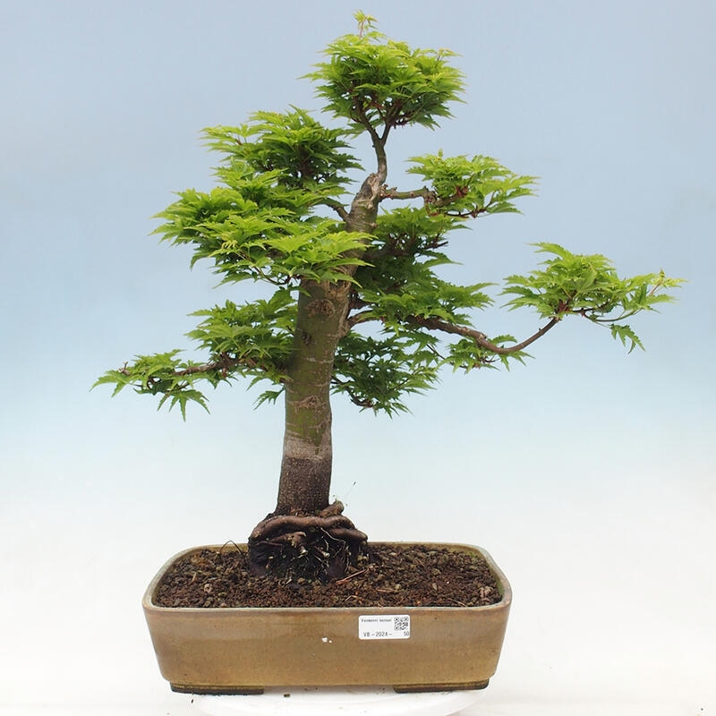 Bonsai da esterno -Palma di Giava Acer palmatum Shishigashira