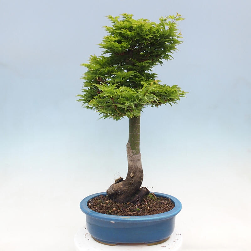 Bonsai da esterno -Palma di Giava Acer palmatum Shishigashira