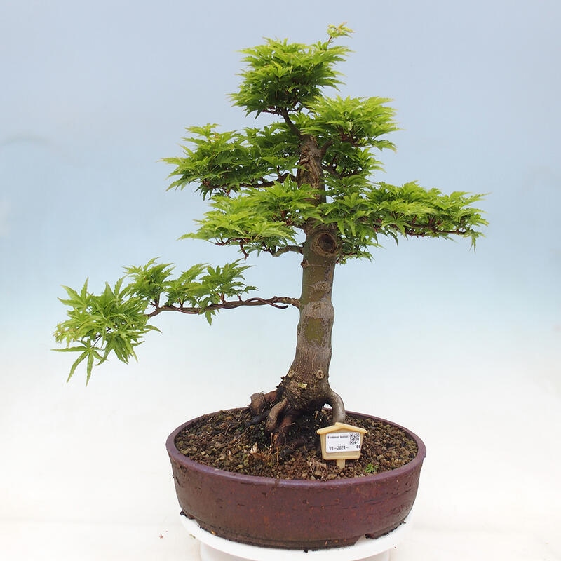 Bonsai da esterno -Palma di Giava Acer palmatum Shishigashira