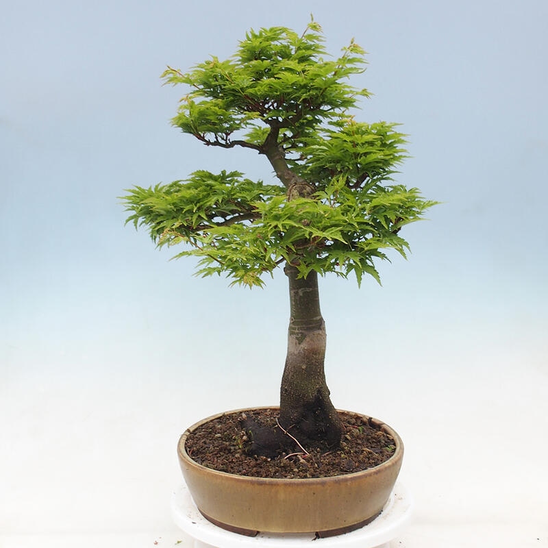 Bonsai da esterno -Palma di Giava Acer palmatum Shishigashira
