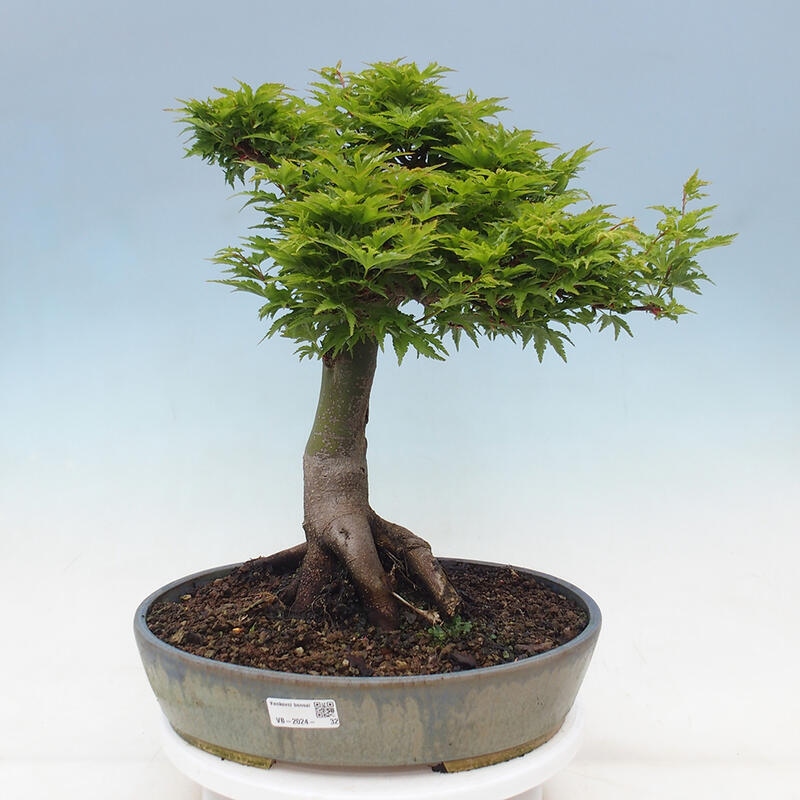 Bonsai da esterno -Palma di Giava Acer palmatum Shishigashira