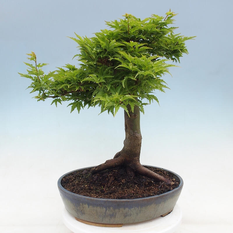 Bonsai da esterno -Palma di Giava Acer palmatum Shishigashira