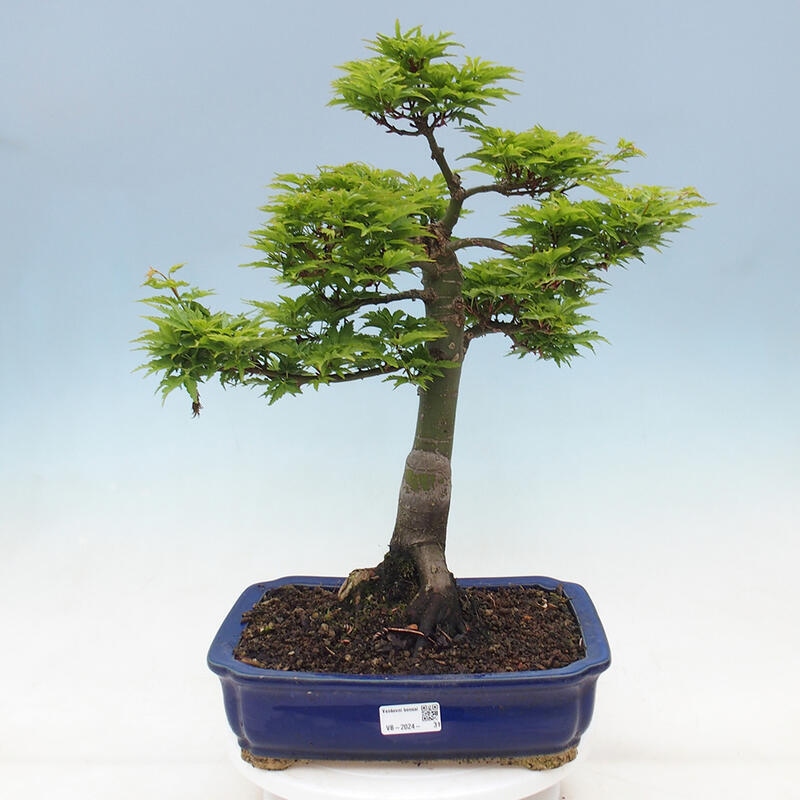 Bonsai da esterno -Palma di Giava Acer palmatum Shishigashira