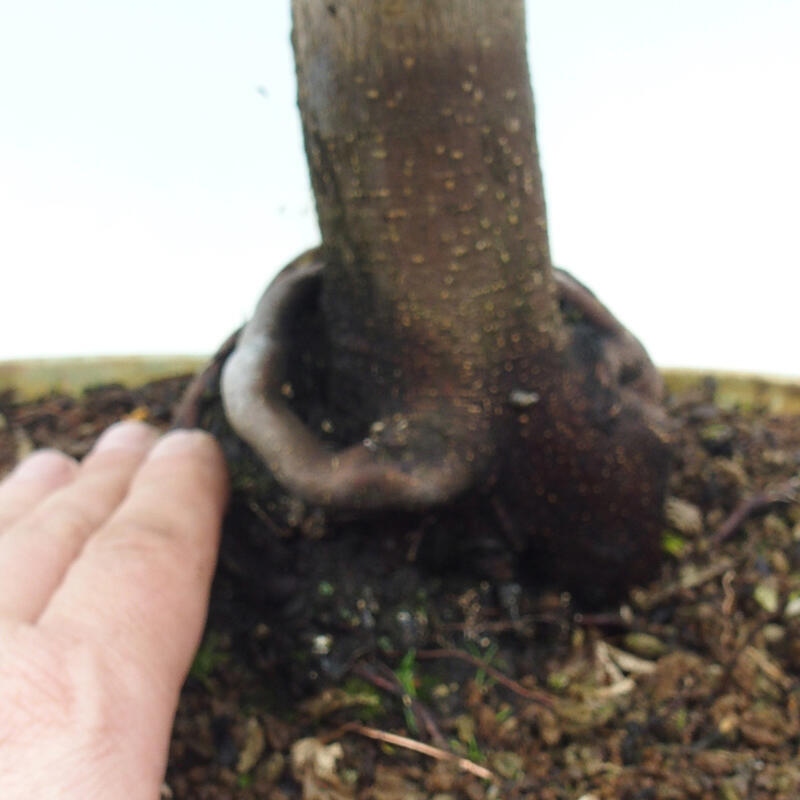 Bonsai da esterno -Palma di Giava Acer palmatum Shishigashira