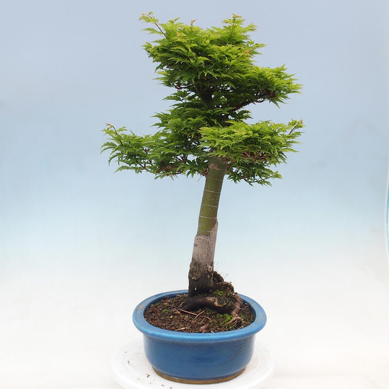 Bonsai da esterno -Palma di Giava Acer palmatum Shishigashira