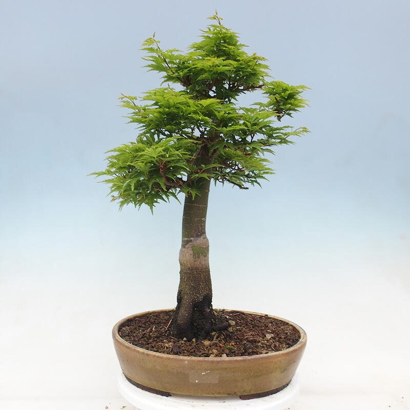 Bonsai da esterno -Palma di Giava Acer palmatum Shishigashira