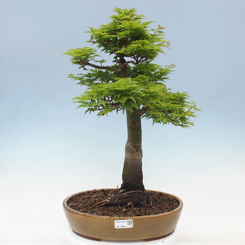 Bonsai da esterno -Palma di Giava Acer palmatum Shishigashira