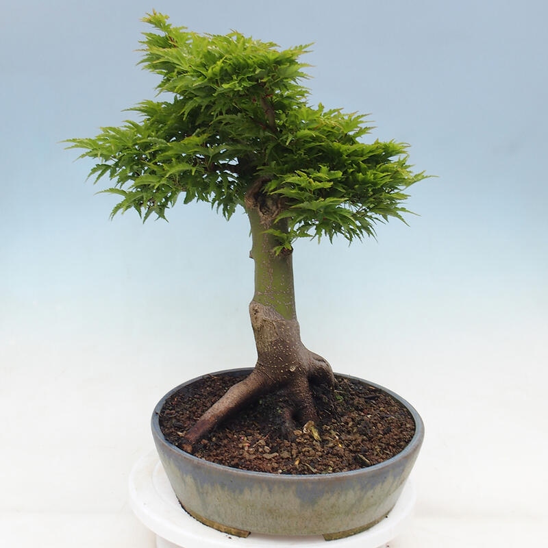 Bonsai da esterno -Palma di Giava Acer palmatum Shishigashira
