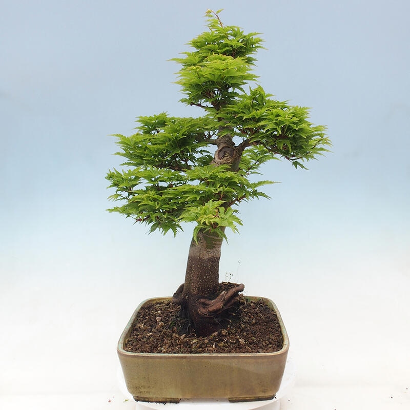 Bonsai da esterno -Palma di Giava Acer palmatum Shishigashira