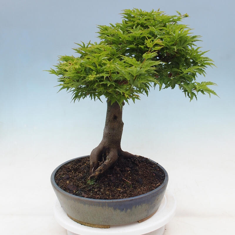 Bonsai da esterno -Palma di Giava Acer palmatum Shishigashira