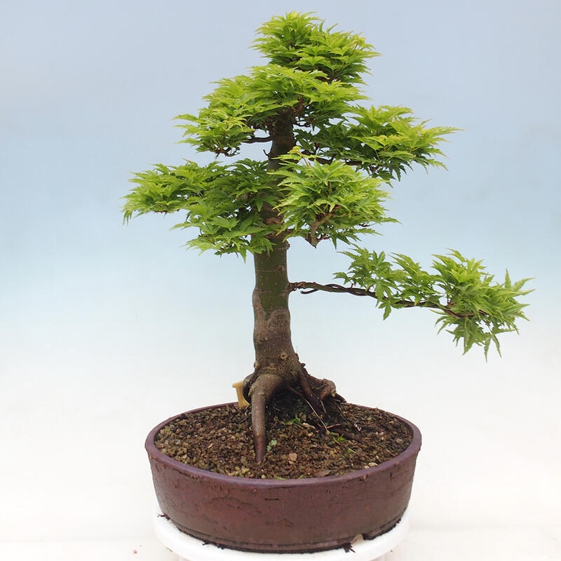 Bonsai da esterno -Palma di Giava Acer palmatum Shishigashira