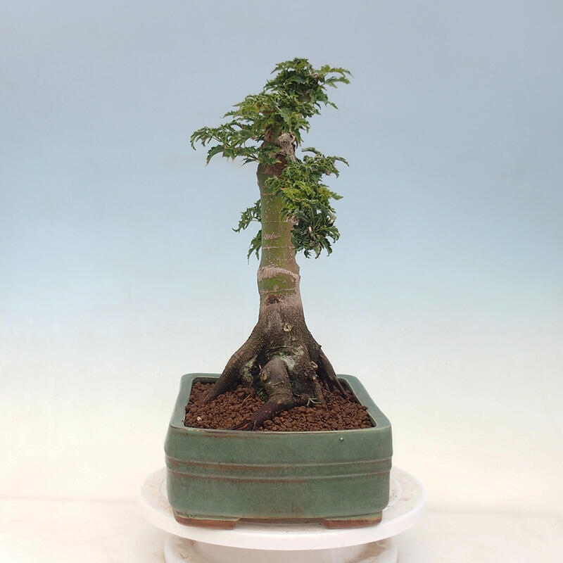 Bonsai da esterno -Palma di Giava Acer palmatum Shishigashira
