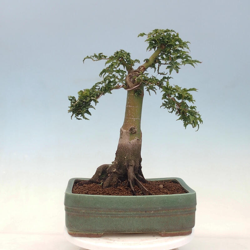 Bonsai da esterno -Palma di Giava Acer palmatum Shishigashira