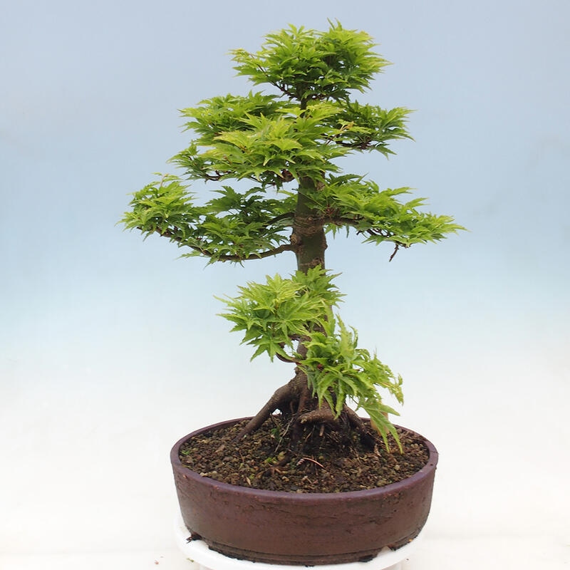 Bonsai da esterno -Palma di Giava Acer palmatum Shishigashira