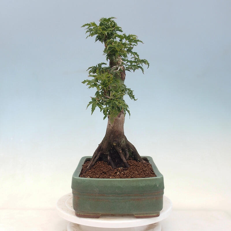 Bonsai da esterno -Palma di Giava Acer palmatum Shishigashira