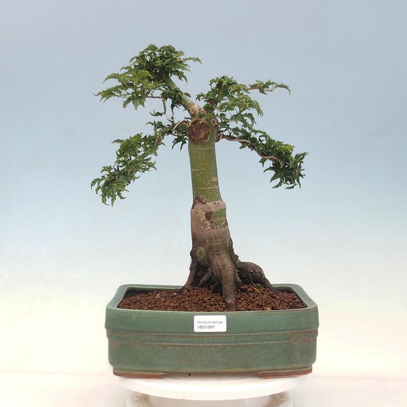 Bonsai da esterno -Palma di Giava Acer palmatum Shishigashira