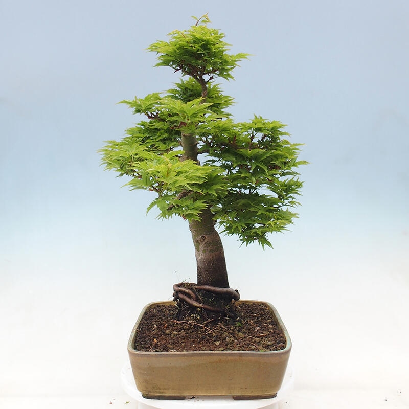 Bonsai da esterno -Palma di Giava Acer palmatum Shishigashira