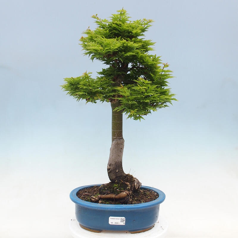 Bonsai da esterno -Palma di Giava Acer palmatum Shishigashira