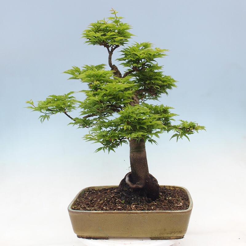 Bonsai da esterno -Palma di Giava Acer palmatum Shishigashira