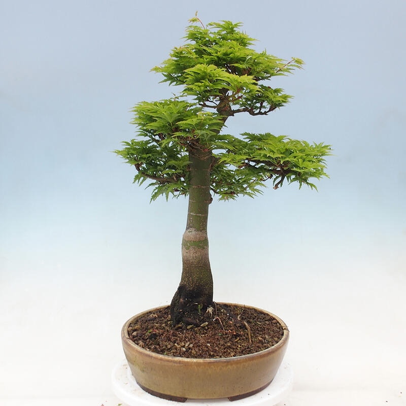 Bonsai da esterno -Palma di Giava Acer palmatum Shishigashira