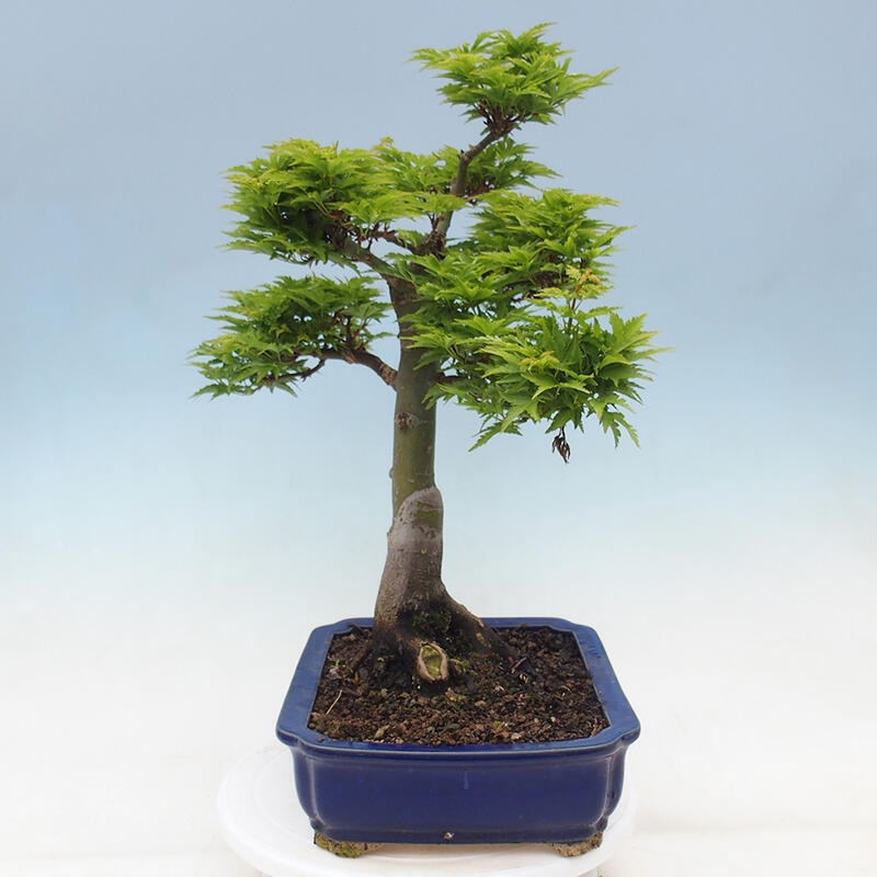 Bonsai da esterno -Palma di Giava Acer palmatum Shishigashira