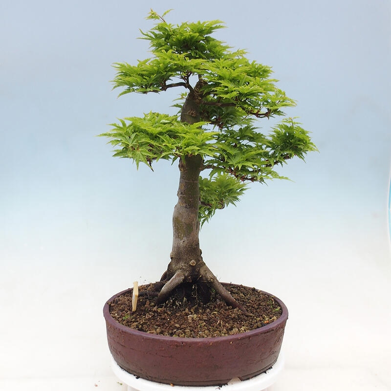 Bonsai da esterno -Palma di Giava Acer palmatum Shishigashira