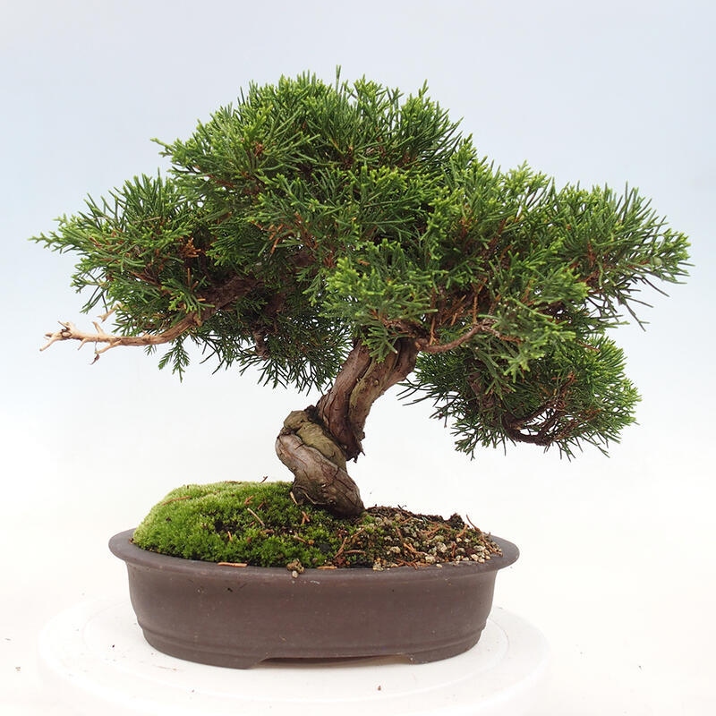 Bonsai da esterno - Juniperus chinensis Itoigawa-Juniperus chinensis
