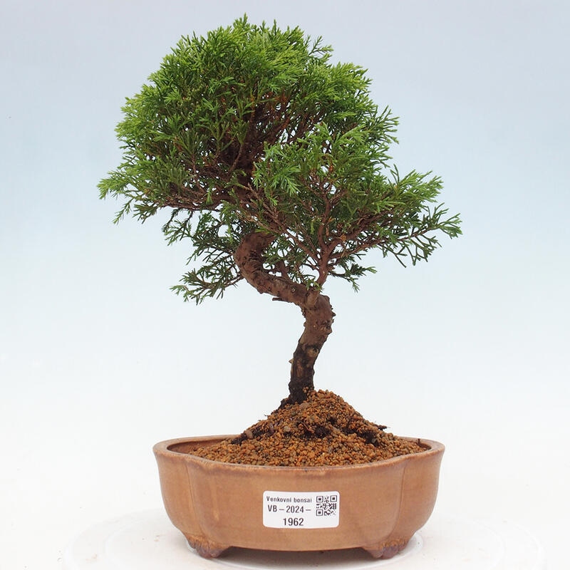 Bonsai da esterno - Juniperus chinensis Itoigawa