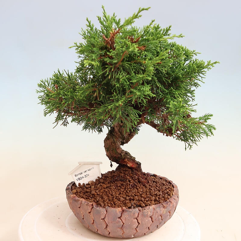 Bonsai da esterno - Juniperus chinensis Itoigawa