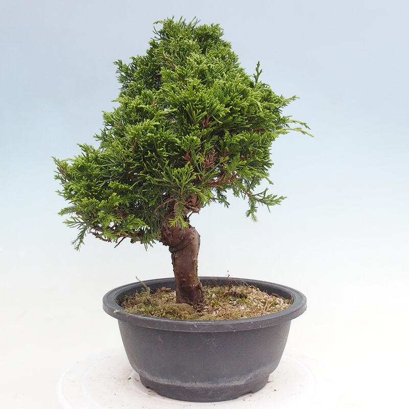 Bonsai da esterno - Juniperus chinensis Itoigawa